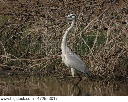 Jamnagar, Gujarat, India. February-23-2023. Grey Heron Searching For Fish In The Lake.