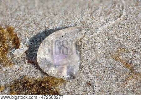 The Remains Of A Washed Up Jellyfish On The Beach Of The Baltic Sea.