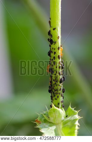 On The Stem Of A Plant Cavort Many Dark Aphids And Ants, Which Milk The Aphids.