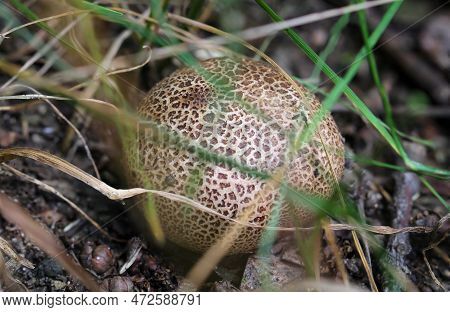 A Mushroom Hidden Between Blades Of Grass. A Mushroom Hat Barely Visible Between The Grass.
