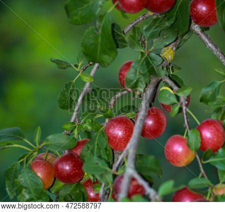 On A Branch Of A Fruit Tree In Late Summer Hang Many Ripe Fruits, Plums, Mirabelles Or The Like.