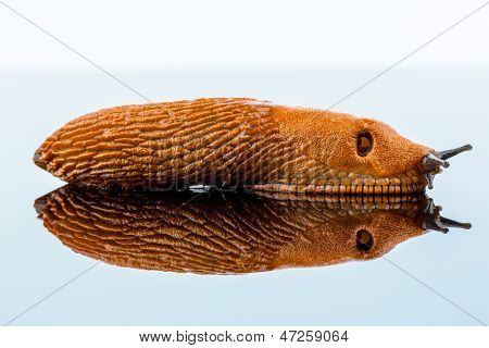 a slug crawling around. it is reflected in a glass plate.