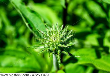 Fine Wild Growing Flower Aster False Sunflower On Background Meadow