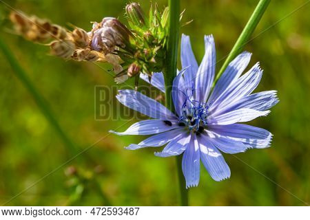 Beauty Wild Growing Flower Chicory Ordinary On Background Meadow