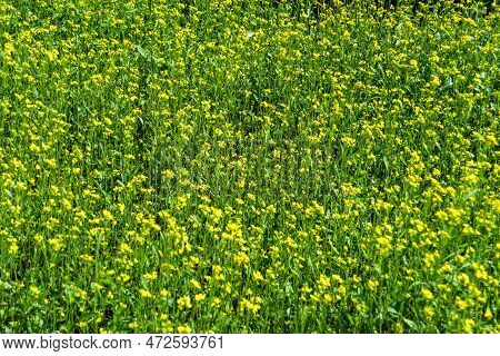 Photography On Theme Fine Wild Growing Flower Mustard On Background Meadow