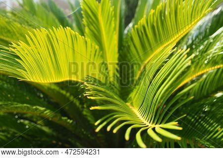 Palm Leaves Texture With Shadow And Light. Palm Leaves Of Bright Green And Yellow Colors. Tropical B