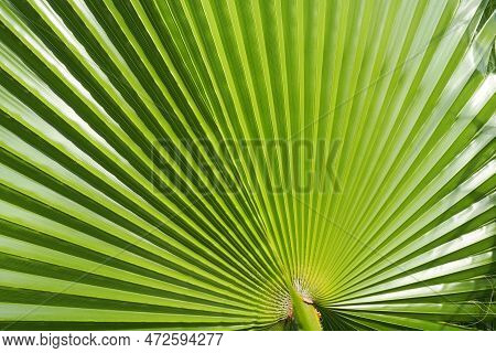 Palm Leaves Texture With Shadow And Light. Palm Leaves Of Bright Green And Yellow Colors. Tropical B