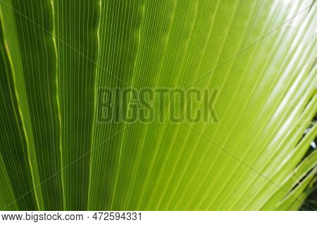Palm Leaves Texture With Shadow And Light. Palm Leaves Of Bright Green And Yellow Colors. Tropical B