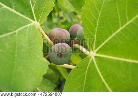 Fig, Or Fig Tree, Or Common Fig Tree Ficus Carica Is A Subtropical Deciduous Plant Of The Genus Ficu