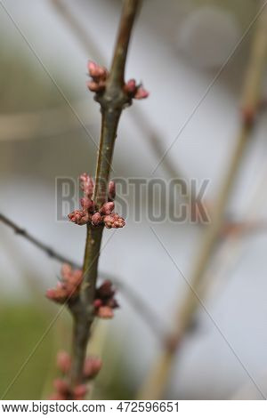 English Redoul Branch With Buds In The Winter