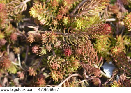 Rock Stonecrop Angelina Leaves In The Garden