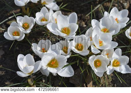 Snow Crocus Ard Schenk Flowers In The Garden