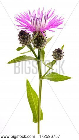 Short Fringed Knapweed   Flower Isolated On White Background