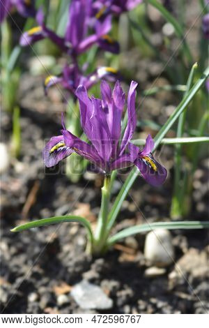 Iris Purple Hill Flowers In The Garden