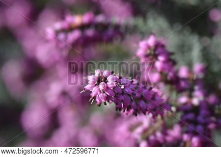 Darley Dale Heath Pink Flowers In The Spring