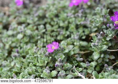 Aubrietia Audry Red Flowers In The Garden