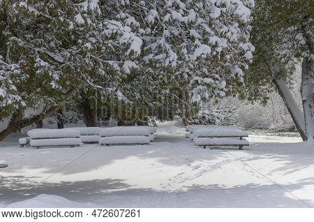 New Heavy Snow On The Park\nbranches Of The Tree Covered In New Snow In Wisconsin