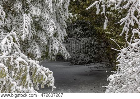 New Heavy Snow On The Park\nbranches Of The Tree Covered In New Snow In Wisconsin