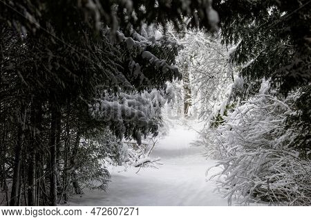 New Heavy Snow On The Park\nbranches Of The Tree Covered In New Snow In Wisconsin