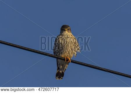 The Merlin (falco Columbarius), Juvenile Bird.  Is A Small Species Of Falcon. Natural Scene From Wis