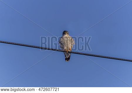The Merlin (falco Columbarius), Juvenile Bird.  Is A Small Species Of Falcon. Natural Scene From Wis