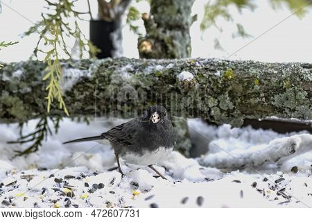 The Dark-eyed Junco (junco Hyemalis) On A Feeder