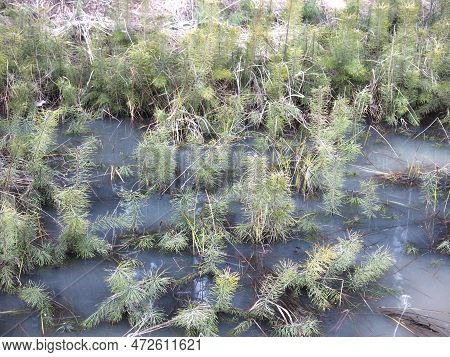 Small Sprouts Of Fir Trees Sprout In Spring In A Flooded Swamp