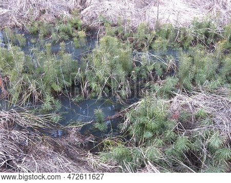 Small Sprouts Of Fir Trees Sprout In Spring In A Flooded Swamp