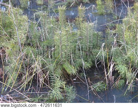 Small Sprouts Of Fir Trees Sprout In Spring In A Flooded Swamp