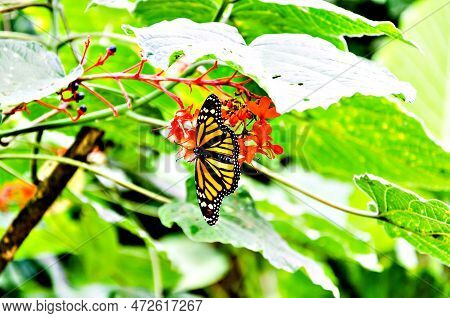 Beautiful Monarch Butterfly Danaus Plexippus On Green Leaves In The Garden. Lepidopteron