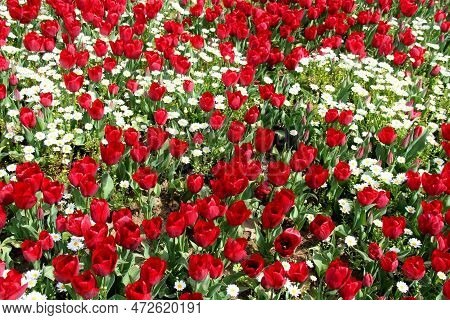 A Lawn With Red Tulips And White Daisies In Goztepe Park During The Annual Tulip Festival In Istanbu