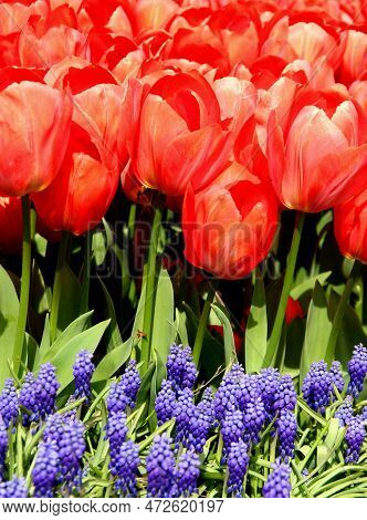 Thousands Of Bright Red Tulips With Blue Flowers In The Foreground Close-up At Goztepe Park During T