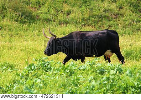 Texas Longhorn Cow On Image & Photo (Free Trial) | Bigstock