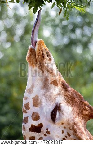 Giraffe Eating Green Leaves Close-up Portrait, The Giraffe Stuck Out His Tongue To Get And Eat The L