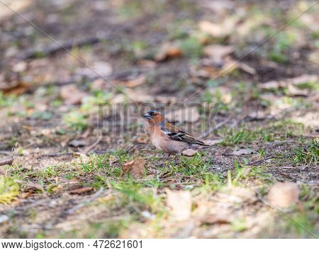 The Common Chaffinch, Fringilla Coelebs, Sits On The Ground In Spring. Beautiful Forest Bird Common 