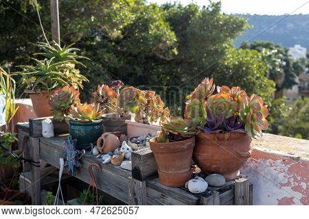 Pots With Echeveria And Various Succulents And Various Souvenirs, Stones, Pebbles On A Shelf As A Ga