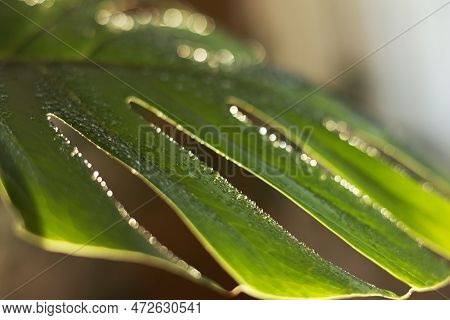 Close Up Of Water Drops On Fresh Monstera Minima Or Rhaphidophora Tetrasperma Houseplant Leaf Indoor