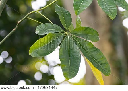 Leaf Of A Money Plant, Pachira Aquatica