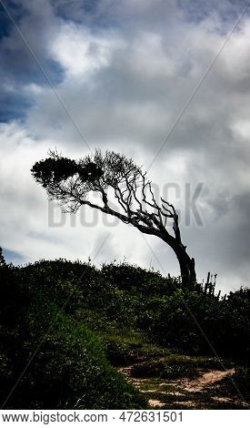Beautiful Tree Shaped By The Wind. Curved Branches