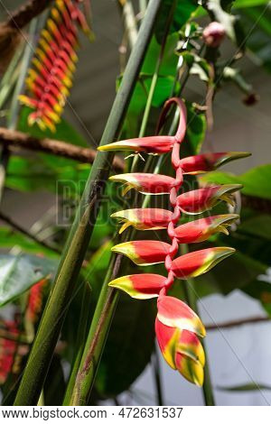 Flowering Heliconia Rostrata Is In The Greenhouse. Greenhouse Plants. Flowers Of America. A Vertical