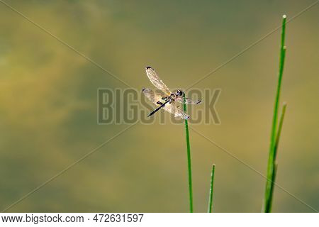Yellow Barred Flutterer Dragonfly, Rhyothemis Phyllis.