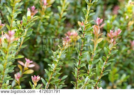 Boxleaf Eugenia, Syzygium Buxifolium