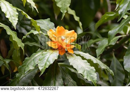 Leaf Cactus Flower, Leuenbergeria Bleo