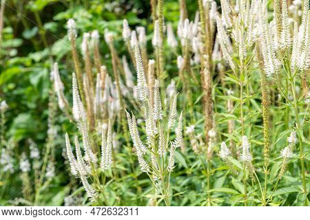 Culvers Root (veronicastrum Virginicum) Flowers