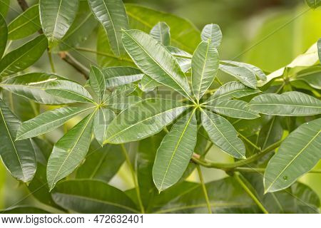 Leaf Of A Money Plant, Pachira Aquatica