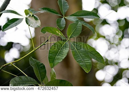 Leaf Of A Money Plant, Pachira Aquatica