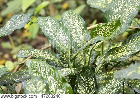 Dumbcane Plants, Dieffenbachia Seguine, In A Rainforest