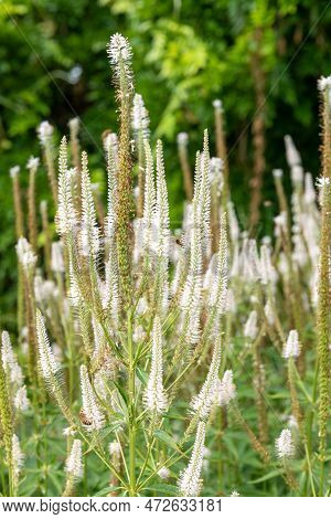 Culvers Root (veronicastrum Virginicum) Flowers