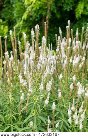 Culvers Root (veronicastrum Virginicum) Flowers