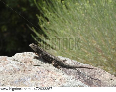 A Western Fence Lizard Enjoying The Warmth Of The Sun, In The Angeles National Forest, San Gabriel M